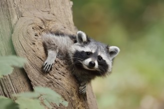 Raccoon (Procyon lotor), young animal looking out of a tree hollow, North Rhine-Westphalia, Germany