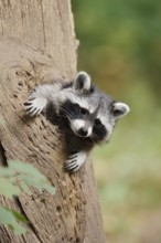 Raccoon (Procyon lotor), young animal looking out of a tree hollow, North Rhine-Westphalia, Germany
