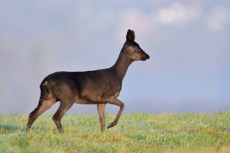 European roe deer (Capreolus capreolus), black doe, Lower Saxony, Germany