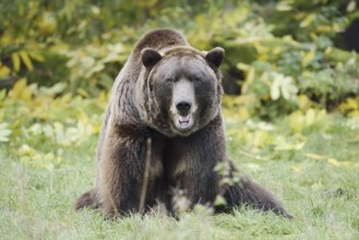 European brown bear (Ursus arctos arctos), captive, Bavaria, Germany