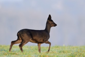 European roe deer (Capreolus capreolus), black doe, Lower Saxony, Germany