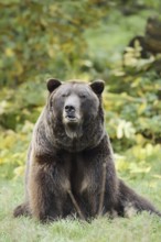 European brown bear (Ursus arctos arctos), captive, Bavaria, Germany