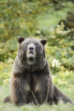 European brown bear (Ursus arctos arctos), captive, Bavaria, Germany