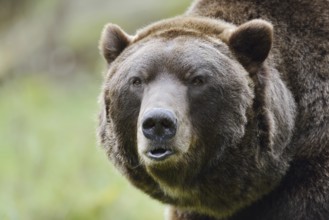 European brown bear (Ursus arctos arctos), portrait, captive, Bavaria, Germany