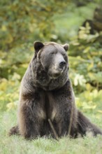 European brown bear (Ursus arctos arctos), captive, Bavaria, Germany