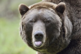 European brown bear (Ursus arctos arctos), portrait, captive, Bavaria, Germany