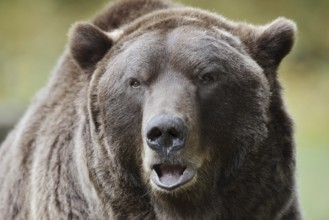 European brown bear (Ursus arctos arctos), portrait, captive, Bavaria, Germany