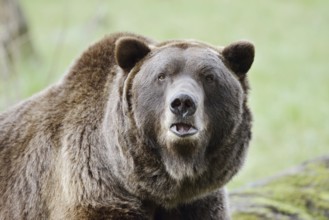 European brown bear (Ursus arctos arctos), portrait, captive, Bavaria, Germany