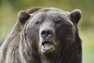 European brown bear (Ursus arctos arctos), portrait, captive, Bavaria, Germany