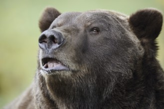European brown bear (Ursus arctos arctos), portrait, captive, Bavaria, Germany