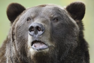 European brown bear (Ursus arctos arctos), portrait, captive, Bavaria, Germany