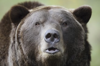 European brown bear (Ursus arctos arctos), portrait, captive, Bavaria, Germany