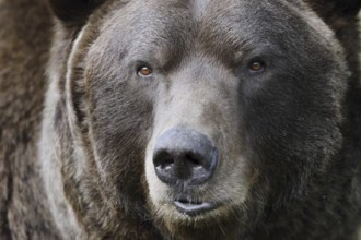 European brown bear (Ursus arctos arctos), portrait, captive, Bavaria, Germany