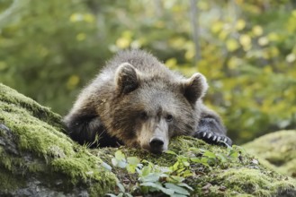 European brown bear (Ursus arctos arctos), young lying on a mossy stone, captive, Bavarian Forest,