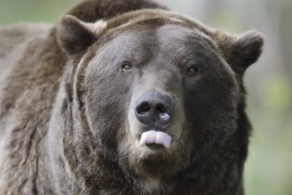 European brown bear (Ursus arctos arctos), portrait, captive, Bavaria, Germany