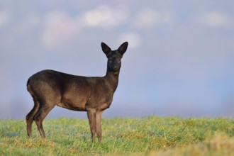 European roe deer (Capreolus capreolus), black doe, Lower Saxony, Germany