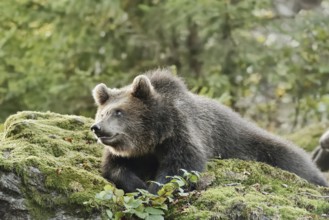 European brown bear (Ursus arctos arctos), young lying on a mossy stone, captive, Bavarian Forest,