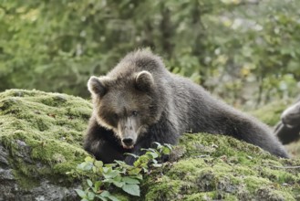 European brown bear (Ursus arctos arctos), young lying on a mossy stone, captive, Bavarian Forest,