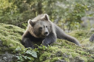 European brown bear (Ursus arctos arctos), young lying on a mossy stone, captive, Bavarian Forest,