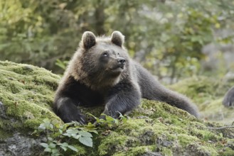 European brown bear (Ursus arctos arctos), young lying on a mossy stone, captive, Bavarian Forest,