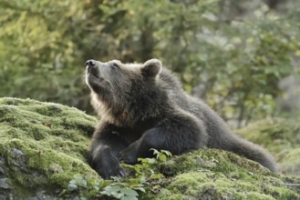 European brown bear (Ursus arctos arctos), young lying on a mossy stone, captive, Bavarian Forest,