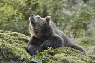 European brown bear (Ursus arctos arctos), young lying on a mossy stone, captive, Bavarian Forest,