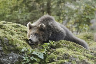 European brown bear (Ursus arctos arctos), young lying on a mossy stone, captive, Bavarian Forest,