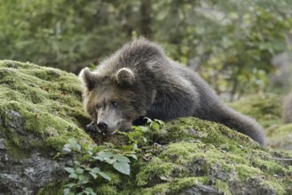 European brown bear (Ursus arctos arctos), young lying on a mossy stone, captive, Bavarian Forest,