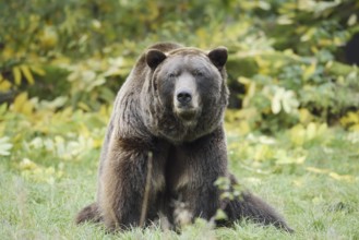 European brown bear (Ursus arctos arctos), captive, Bavaria, Germany