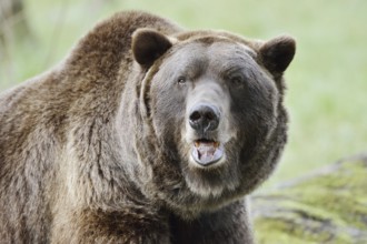 European brown bear (Ursus arctos arctos), portrait, captive, Bavaria, Germany