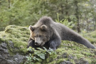 European brown bear (Ursus arctos arctos), young lying on a mossy stone, captive, Bavarian Forest,