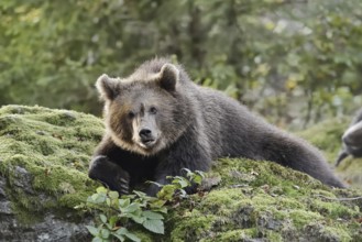 European brown bear (Ursus arctos arctos), young lying on a mossy stone, captive, Bavarian Forest,
