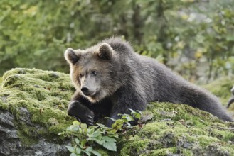 European brown bear (Ursus arctos arctos), young lying on a mossy stone, captive, Bavarian Forest,