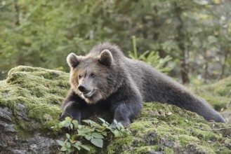 European brown bear (Ursus arctos arctos), young lying on a mossy stone, captive, Bavarian Forest,