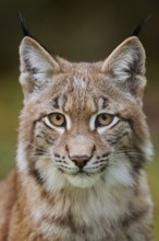 Eurasian lynx (Lynx lynx), portrait, captive, Germany