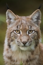 Eurasian lynx (Lynx lynx), portrait, captive, Germany