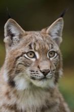 Eurasian lynx (Lynx lynx), portrait, captive, Germany