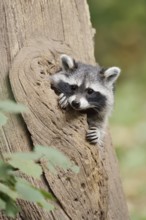 Raccoon (Procyon lotor), young animal looking out of a tree hollow, North Rhine-Westphalia, Germany