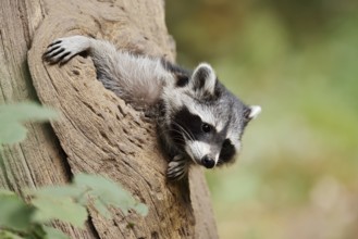 Raccoon (Procyon lotor), young animal looking out of a tree hollow, North Rhine-Westphalia, Germany