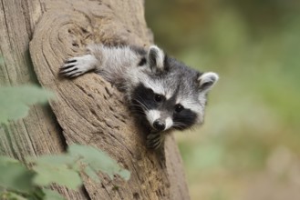 Raccoon (Procyon lotor), young animal looking out of a tree hollow, North Rhine-Westphalia, Germany