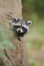 Raccoon (Procyon lotor), young animal looking out of a tree hollow, North Rhine-Westphalia, Germany