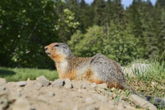 Columbia ground squirrel (Urocitellus columbianus, Spermophilus columbianus) at the burrow, Glacier