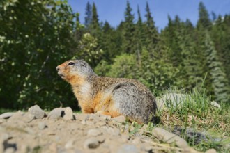 Columbia ground squirrel (Urocitellus columbianus, Spermophilus columbianus) at the burrow, Glacier