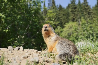 Columbia ground squirrel (Urocitellus columbianus, Spermophilus columbianus) at the burrow, Glacier