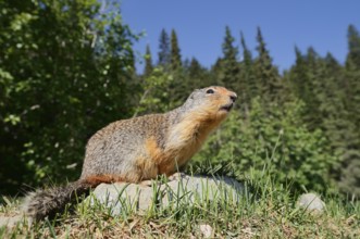 Columbia ground squirrel (Urocitellus columbianus, Spermophilus columbianus) sitting on a rock,