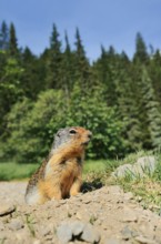 Columbia ground squirrel (Urocitellus columbianus, Spermophilus columbianus) at the burrow, Glacier