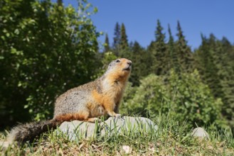 Columbia ground squirrel (Urocitellus columbianus, Spermophilus columbianus) sitting on a rock,