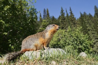 Columbia ground squirrel (Urocitellus columbianus, Spermophilus columbianus) sitting on a rock,