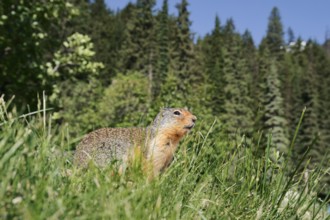 Columbia ground squirrel (Urocitellus columbianus, Spermophilus columbianus), Glacier National