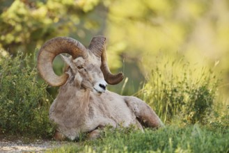 Rocky Mountains bighorn sheep (Ovis canadensis canadensis), ram, Banff National Park, Alberta,